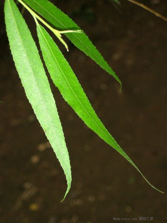 佳能时尚DC IXUS 50试用手记