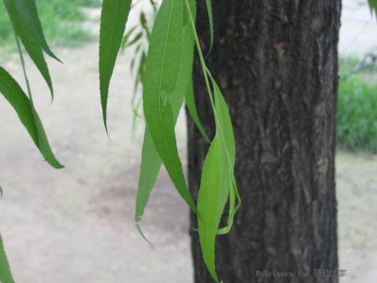 佳能时尚DC IXUS 50试用手记