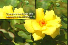 Avivo全面爆发——ATi视频特性测试